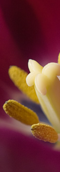 Image of Purple Tulip