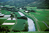 Thumbnail of Hanalei Taro Fields