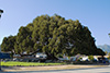 Thumbnail of Moraton Bay Fig tree