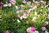 Thumbnail of Flower Petals